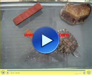 WPC floor water repellency test